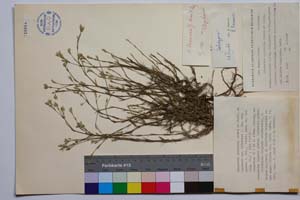 Minuartia mutabilis Schinz et Thell. ex Becherer ssp. balcanica P. Pan. var. glabra P. Pan. [ SOMXXXXX0237] (c) Институт по биоразнообразие и екосистемни изследвания, БАН — Колекции висши растения и мъхове (SOM)