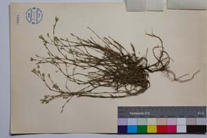 Minuartia mutabilis Schinz et Thell. ex Becherer ssp. balcanica P. Pan. var. glabra P. Pan. [ SOMXXXXX0237] (2) (c) Институт по биоразнообразие и екосистемни изследвания, БАН — Колекции висши растения и мъхове (SOM)