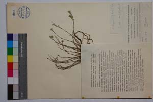 Minuartia mutabilis Schinz et Thell. ex Becherer ssp. balcanica P. Pan. [ SOMXXXXX0238] (c) Институт по биоразнообразие и екосистемни изследвания, БАН — Колекции висши растения и мъхове (SOM)