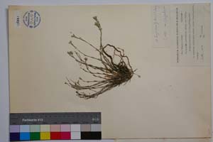 Minuartia mutabilis Schinz et Thell. ex Becherer ssp. balcanica P. Pan. [ SOMXXXXX0238] (2) (c) Институт по биоразнообразие и екосистемни изследвания, БАН — Колекции висши растения и мъхове (SOM)