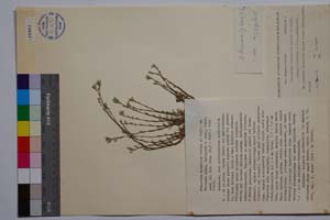 Minuartia mutabilis Schinz et Thell. ex Becherer ssp. balcanica P. Pan. [ SOMXXXXX0239] (c) Институт по биоразнообразие и екосистемни изследвания, БАН — Колекции висши растения и мъхове (SOM)