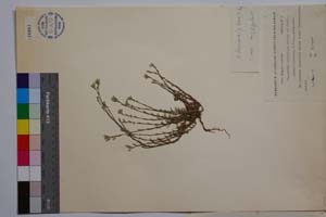 Minuartia mutabilis Schinz et Thell. ex Becherer ssp. balcanica P. Pan. [ SOMXXXXX0239] (2) (c) Институт по биоразнообразие и екосистемни изследвания, БАН — Колекции висши растения и мъхове (SOM)