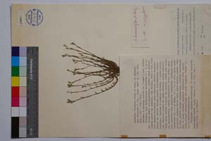 Minuartia mutabilis Schinz et Thell. ex Becherer ssp. balcanica P. Pan. [ SOMXXXXX0240] (c) Институт по биоразнообразие и екосистемни изследвания, БАН — Колекции висши растения и мъхове (SOM)