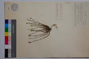 Minuartia mutabilis Schinz et Thell. ex Becherer ssp. balcanica P. Pan. [ SOMXXXXX0240] (2) (c) Институт по биоразнообразие и екосистемни изследвания, БАН — Колекции висши растения и мъхове (SOM)