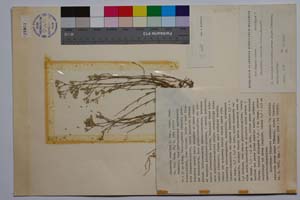 Minuartia rumelica Panov [ SOMXXXXX0241] (c) Институт по биоразнообразие и екосистемни изследвания, БАН — Колекции висши растения и мъхове (SOM)