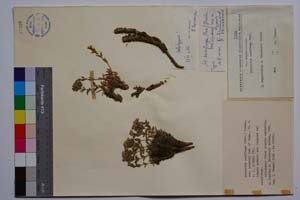 Minuartia saxifraga (Friv.) Graebn. var. urumovii Koz. & Kuzm. [ SOMXXXXX0244] (c) Институт по биоразнообразие и екосистемни изследвания, БАН — Колекции висши растения и мъхове (SOM)