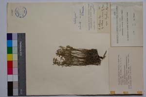 Minuartia setaceae (Thuill.) Hayek var. misica Koz. & Kuzm. [ SOMXXXXX0245] (c) Институт по биоразнообразие и екосистемни изследвания, БАН — Колекции висши растения и мъхове (SOM)