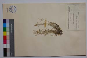 Minuartia setaceae (Tuill.) Hayek ssp. subsetaceae Panov [ SOMXXXXX0246] (c) Институт по биоразнообразие и екосистемни изследвания, БАН — Колекции висши растения и мъхове (SOM)