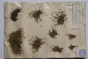 Minuartia stojanovii (Kitan.) Koz. & Kuzm. [ SOMXXXXX0247] (2) (c) Институт по биоразнообразие и екосистемни изследвания, БАН — Колекции висши растения и мъхове (SOM)