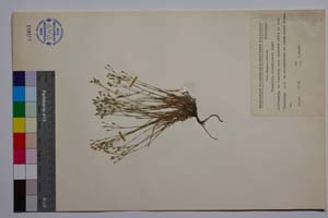 Minuartia strandjensis Panov [ SOMXXXXX0248] (c) Институт по биоразнообразие и екосистемни изследвания, БАН — Колекции висши растения и мъхове (SOM)
