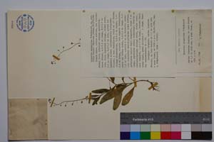 Myosotis margaritae Stepankova [ SOMXXXXX0250] (c) Институт по биоразнообразие и екосистемни изследвания, БАН — Колекции висши растения и мъхове (SOM)