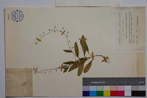 Myosotis margaritae Stepankova [ SOMXXXXX0250] (2) (c) Институт по биоразнообразие и екосистемни изследвания, БАН — Колекции висши растения и мъхове (SOM)