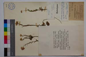 Noccaea lutescens (Vel.) F. K. Meyer ssp. drenovskii F. K. Meyer [ SOMXXXXX0251] (c) Институт по биоразнообразие и екосистемни изследвания, БАН — Колекции висши растения и мъхове (SOM)