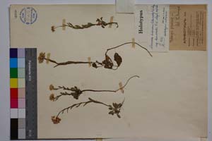 Noccaea lutescens (Vel.) F. K. Meyer ssp. drenovskii F. K. Meyer [ SOMXXXXX0251] (2) (c) Институт по биоразнообразие и екосистемни изследвания, БАН — Колекции висши растения и мъхове (SOM)