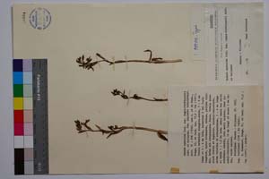 Ophrys speculum Link. ssp. regis-ferdinandii Acht. & Kellerer [ SOMXXXXX0252] (c) Институт по биоразнообразие и екосистемни изследвания, БАН — Колекции висши растения и мъхове (SOM)
