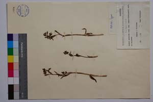 Ophrys speculum Link. ssp. regis-ferdinandii Acht. & Kellerer [ SOMXXXXX0252] (2) (c) Институт по биоразнообразие и екосистемни изследвания, БАН — Колекции висши растения и мъхове (SOM)