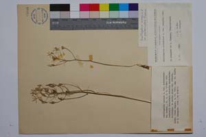 Ornithogalum comosum L. var. pseudoarcuatum Radenk. [ SOMXXXXX0253] (c) Институт по биоразнообразие и екосистемни изследвания, БАН — Колекции висши растения и мъхове (SOM)