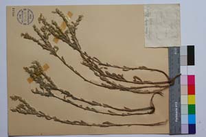 Onosma asperum Vel. [ SOMXXXXX0255] (c) Институт по биоразнообразие и екосистемни изследвания, БАН — Колекции висши растения и мъхове (SOM)