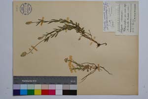 Polygala nicaensis [ SOMXXXXX0256] (c) Институт по биоразнообразие и екосистемни изследвания, БАН — Колекции висши растения и мъхове (SOM)