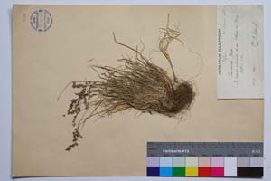 Poa pirinica Acht. & Stoj. [ SOMXXXXX0257] (c) Институт по биоразнообразие и екосистемни изследвания, БАН — Колекции висши растения и мъхове (SOM)