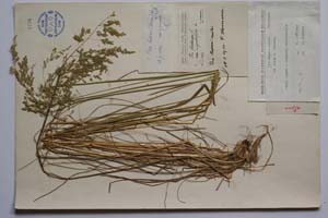 Poa allica Boiss & Heldr. [ SOMXXXXX0259] (c) Институт по биоразнообразие и екосистемни изследвания, БАН — Колекции висши растения и мъхове (SOM)