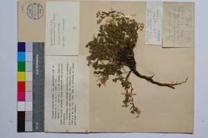 Polygala hospita Heuff. var. achtarovii Koz. & Petrova [ SOMXXXXX0261] (c) Институт по биоразнообразие и екосистемни изследвания, БАН — Колекции висши растения и мъхове (SOM)