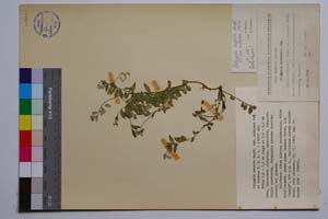 Polygala hospita Heuff. var. moesiaca Koz. & Petrova [ SOMXXXXX0263] (c) Институт по биоразнообразие и екосистемни изследвания, БАН — Колекции висши растения и мъхове (SOM)