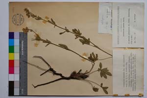 Potentilla suphurea Lam. var. achtarovii Markova [ SOMXXXXX0266] (c) Институт по биоразнообразие и екосистемни изследвания, БАН — Колекции висши растения и мъхове (SOM)