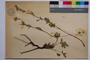 Potentilla suphurea Lam. var. achtarovii Markova [ SOMXXXXX0266] (2) (c) Институт по биоразнообразие и екосистемни изследвания, БАН — Колекции висши растения и мъхове (SOM)
