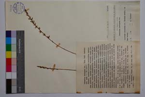 Podanthum rhodopaeum Dav. [ SOMXXXXX0268] (c) Институт по биоразнообразие и екосистемни изследвания, БАН — Колекции висши растения и мъхове (SOM)