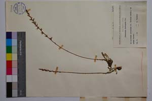 Podanthum rhodopaeum Dav. [ SOMXXXXX0268] (2) (c) Институт по биоразнообразие и екосистемни изследвания, БАН — Колекции висши растения и мъхове (SOM)