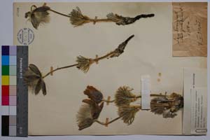 Pulsatilla montana ssp. slaviankae Zimmermann & J. Rummelspacher [ SOMXXXXX0269] (c) Институт по биоразнообразие и екосистемни изследвания, БАН — Колекции висши растения и мъхове (SOM)