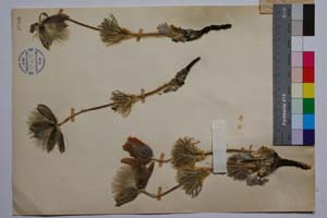 Pulsatilla montana ssp. slaviankae Zimmermann & J. Rummelspacher [ SOMXXXXX0269] (2) (c) Институт по биоразнообразие и екосистемни изследвания, БАН — Колекции висши растения и мъхове (SOM)