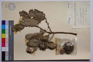 Quercus aegilops L. var. balotin J. D. [ SOMXXXXX0270] (c) Институт по биоразнообразие и екосистемни изследвания, БАН — Колекции висши растения и мъхове (SOM)