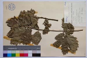Quercus aegilops L. var. malero J. D. [ SOMXXXXX0271] (c) Институт по биоразнообразие и екосистемни изследвания, БАН — Колекции висши растения и мъхове (SOM)