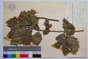 Quercus aegilops L. var. malero J. D. [ SOMXXXXX0271] (2) (c) Институт по биоразнообразие и екосистемни изследвания, БАН — Колекции висши растения и мъхове (SOM)