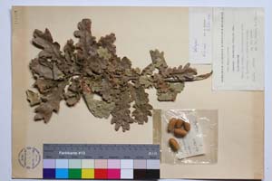 Quercus mestensis Bond. & Gan. [ SOMXXXXX0272] (2) (c) Институт по биоразнообразие и екосистемни изследвания, БАН — Колекции висши растения и мъхове (SOM)