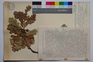 Quercus mestensis Bond. & Gan. [ SOMXXXXX0273] (c) Институт по биоразнообразие и екосистемни изследвания, БАН — Колекции висши растения и мъхове (SOM)