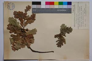 Quercus mestensis Bond. & Gan. [ SOMXXXXX0273] (2) (c) Институт по биоразнообразие и екосистемни изследвания, БАН — Колекции висши растения и мъхове (SOM)