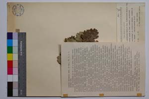 Quercus mestensis Bond. & Gan. [ SOMXXXXX0274] (c) Институт по биоразнообразие и екосистемни изследвания, БАН — Колекции висши растения и мъхове (SOM)