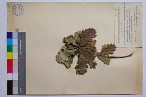 Quercus mestensis Bond. & Gan. [ SOMXXXXX0274] (2) (c) Институт по биоразнообразие и екосистемни изследвания, БАН — Колекции висши растения и мъхове (SOM)