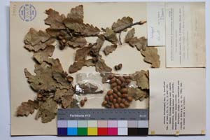 Quercus deleshampii Ten. f. breviloba Gan. & Bond. [ SOMXXXXX0275] (c) Институт по биоразнообразие и екосистемни изследвания, БАН — Колекции висши растения и мъхове (SOM)