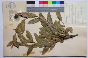 Quercus illirica J. D. [ SOMXXXXX0276] (c) Институт по биоразнообразие и екосистемни изследвания, БАН — Колекции висши растения и мъхове (SOM)