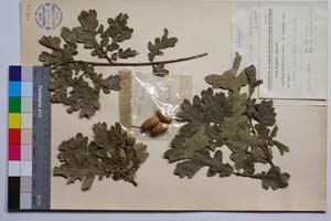 Quercus erucifolia Stev. f. cremena Gan. & Bond. [ SOMXXXXX0277] (2) (c) Институт по биоразнообразие и екосистемни изследвания, БАН — Колекции висши растения и мъхове (SOM)