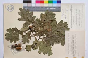 Quercus pedunculiflora C. Koch var. pubipedunculata f. longiloba Gan. & Bond. [ SOMXXXXX0279] (c) Институт по биоразнообразие и екосистемни изследвания, БАН — Колекции висши растения и мъхове (SOM)