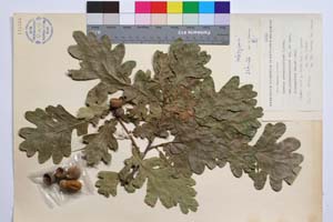 Quercus pedunculiflora C. Koch var. pubipedunculata f. longiloba Gan. & Bond. [ SOMXXXXX0279] (2) (c) Институт по биоразнообразие и екосистемни изследвания, БАН — Колекции висши растения и мъхове (SOM)