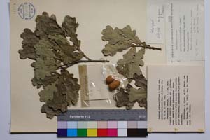 Quercus pedunculiflora C. Koch var. pubipedunculata Gan. & Bond. [ SOMXXXXX0280] (c) Институт по биоразнообразие и екосистемни изследвания, БАН — Колекции висши растения и мъхове (SOM)