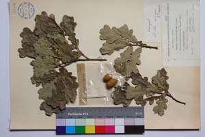 Quercus pedunculiflora C. Koch var. pubipedunculata Gan. & Bond. [ SOMXXXXX0280] (2) (c) Институт по биоразнообразие и екосистемни изследвания, БАН — Колекции висши растения и мъхове (SOM)
