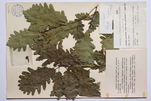 Quercus polycarpa Schur. var. polycarpa f. longiloba Gan. & Bond. [ SOMXXXXX0281] (c) Институт по биоразнообразие и екосистемни изследвания, БАН — Колекции висши растения и мъхове (SOM)