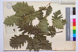 Quercus polycarpa Schur. var. polycarpa f. longiloba Gan. & Bond. [ SOMXXXXX0281] (2) (c) Институт по биоразнообразие и екосистемни изследвания, БАН — Колекции висши растения и мъхове (SOM)